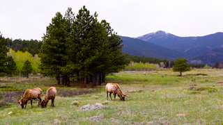 Seasoned Conservation Photographers Told Us How to Capture Better Wildlife Pictures<em></em>